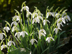 Galanthus nivalis, Schneeglöckchen in Wurzerlsgarten