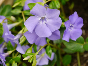 Vinca minor 'Marie', eine Königin auf trockenen Schattenplätzen in Wurzerlsgarten