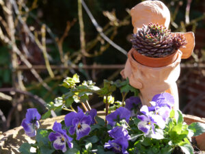 Viola cornuta und Sempervivum in Wurzerlsgarten