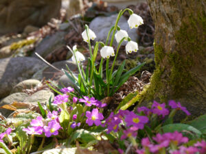 Leucojum vernum, Frühlingsknotenblume und Primula vulgaris, Kissenprimel fühlen sich unter dem japanischen Fächerahorn wohl. 