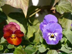 Viola cornuta, Hornveilchen in Wurzerlsgarten