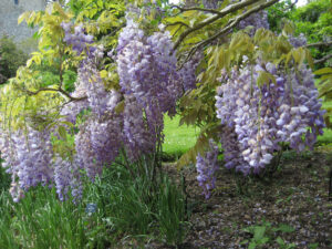 Wisteria in Greys Court