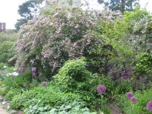 Wisteria Walk in Greys Court