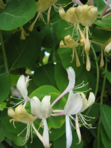 Lonicera caprifolium im Weißen Garten von Greys Court