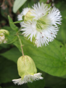 Silene multifida, Leimkraut, Greys Court, White Garden