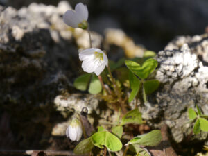 Oxalis acetosella, Waldsauerklee, Vorgarten in Wurzerlsgarten