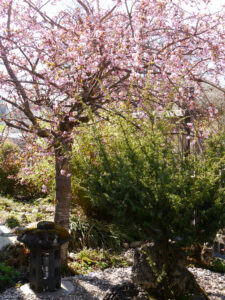 Prunus x hybridus, leider eine gefüllte Zierhängekirsche im Vorgarten von Wurzerlsgarten