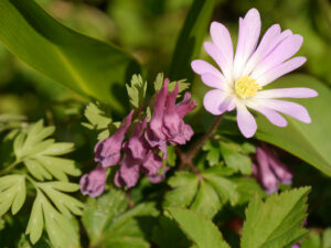 Corydalis cava, hohler Lerchensporn,  Anemone blanda 'Charmer', Wisteriaecke in Wurzerlsgarten