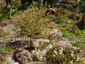 Larix decidua, Europäische Lärche, Steingarten, Wurzerlsgarten