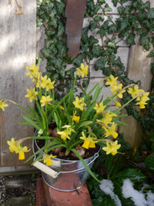 Narcissus cyclamineus 'Tête à Tête', gelbe Osterglocke, Wurzerlsgarten 