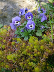 Sedum rupestre, Nickende Fetthenne, Viola cornuta, Hornveilchen, Peripherie in Wurzerlsgarten 