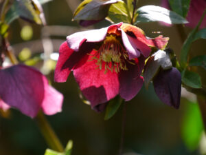 Helleborus x hybridus, Lenzrosen, Bachhügel, Wurzerlsgarten