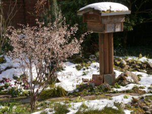 Prunus incisa 'Kojou-no-mai', Zierkirsche am 9.4.21 im Schnee, Mixed Border am Teich, Wurzerlsgarten