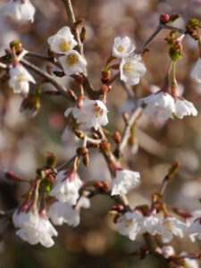 Prunus incisa 'Kojou-no-mai', Zierkirsche, Mixed Border am Teich, Wurzerlsgarten