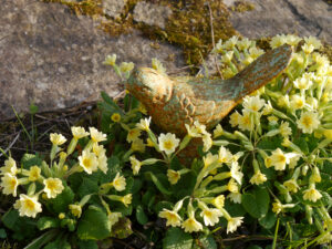 Primula vulgaris, Stängellose Schlüsselblume, Mixed Border Teich, Wurzerlsgarten