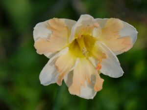 Narcissus 'Apricot Whirl', Spaltkronen-Narzisse, Wurzerlsgarten