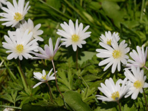 Anemone blanda 'White Splendour', weißes Balkanwindröschen, Blumenwiese in Wurzerlsgarten 