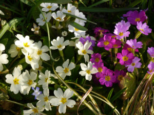 Primula vulgaris, Stängellose Schlüsselblume, Frühlingsbeet am Ahorneck, Wurzerlsgarten