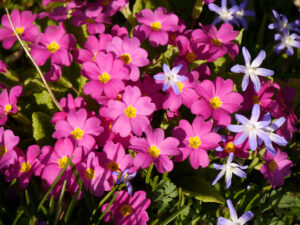 Primula vulgaris, Stängellose Schlüsselblume, Chionodoxa luciliae, Gewöhnlicher Schneestolz, Frühlingsbeet am Ahorneck, Wurzerlsgarten