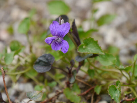 Viola labradorica, Labradorveilchen, Steingarten, Wurzerlsgarten