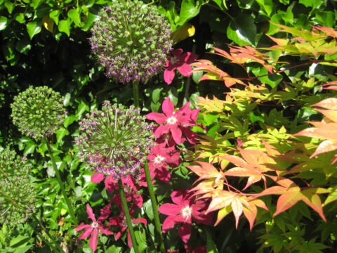 Mixed Border mit Allium, Clematis und Acer