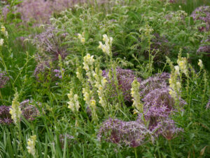 Präriebeet, Allium christophii ist unvorteilhaft von Begleitstauden überwachsen.