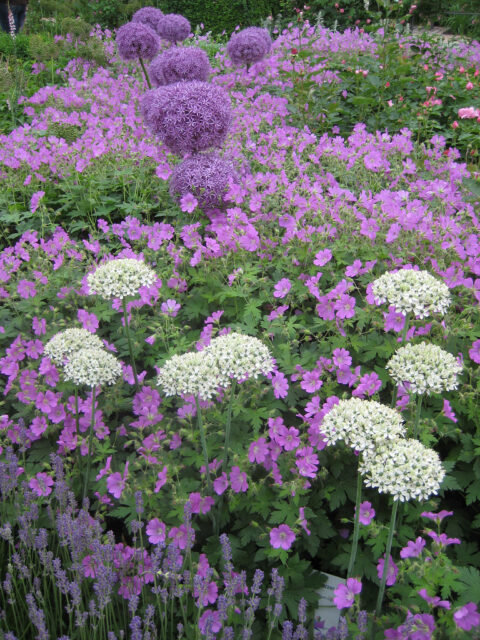 Allium nigrum u.a. mit Geranium und Rosen.