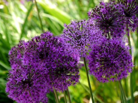 Allium aflatunense 'Purple Sensation' in Wurzerlsgarten