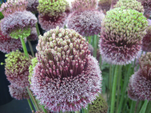 Allium amethystinum 'Forelock' Wurzerlsgarten