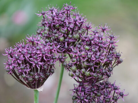 Allium atropurpureum Wurzerlsgarten