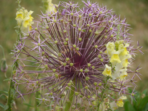 Allium christophii Wurzerlsgarten