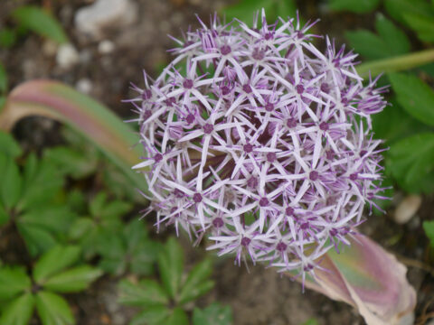 Allium christophii 'Metallic Shine' in Wurzerlsgarten