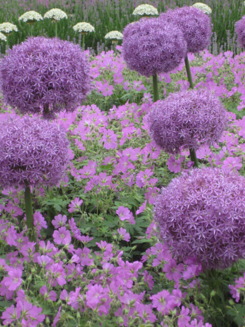 Allium christophii x macleanii 'Globemaster', Riesenlauch, mit Geranium