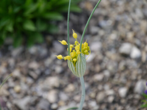 Allium flavum in Wurzerlsgarten