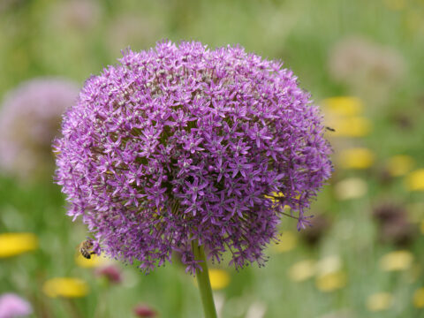 Allium giganteum x stipitatum 'Ambassador' in Wurzerlsgarten