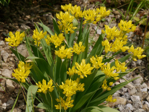 Allium moly, Goldlauch in Wurzerlsgarten