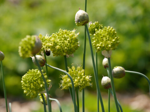 Allium obliquum, Scharfer Gelblauch in Wurzerlsgarten