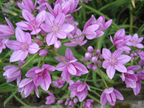 Allium oreophilum, Rosen-Zwerg-Lauch