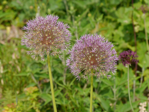 Allium stipitatum in Wurzerlsgarten