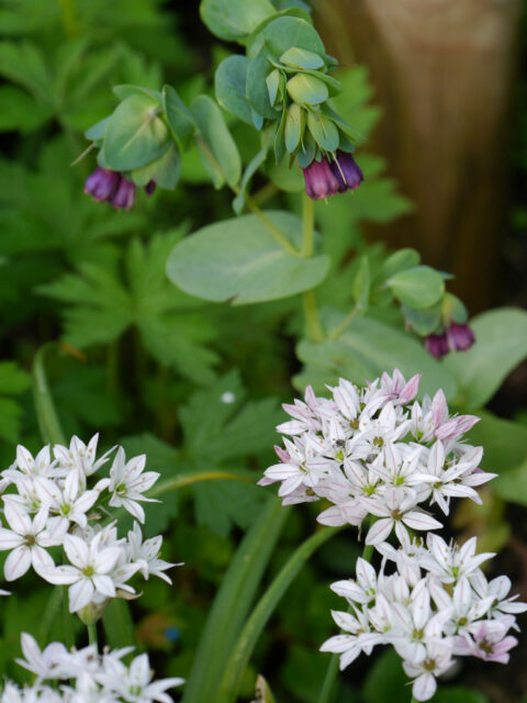 Allium trifoliatum 'Cameleon' und Cerinthe major 'Purpurescens' - Wurzerlsgarten