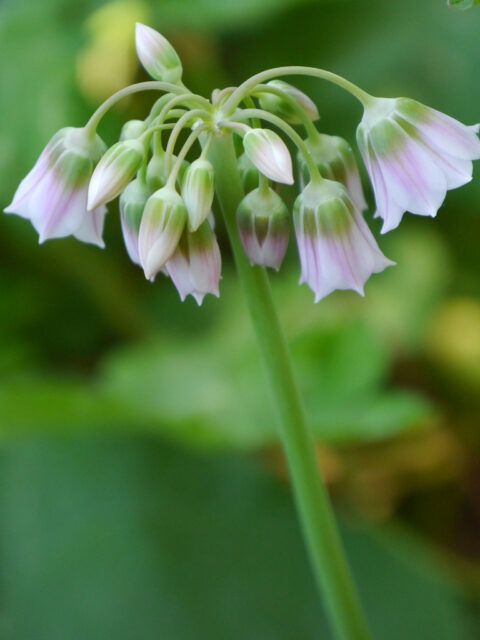 Allium tripedale, der kleine Honiglauch in Wurzerlsgarten