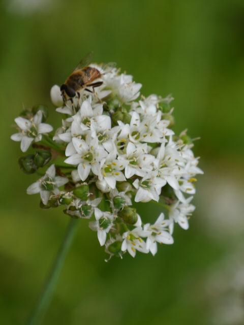 Allium tuberosum, chinesischer Schnittlauch in Wurzerlsgarten