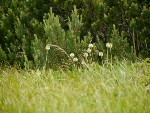 Allium victorialis, Allermannsharnisch, am Naturstandort auf dem Hochfelln, Chiemgau