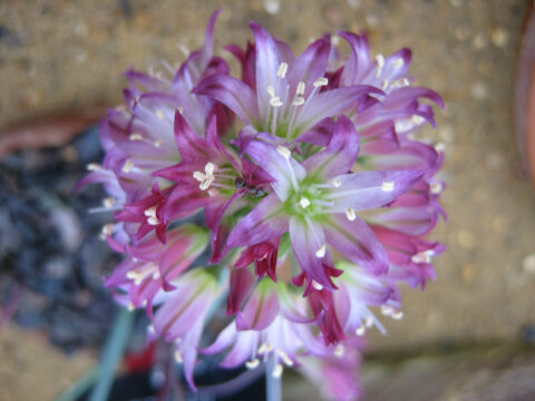 unbekanntes Allium