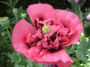 Papaver somniferum pink  (Paeoniflorum-Form) Paeonienblütiger Schlafmohn,, Dower House, Shropshire