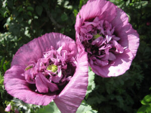 Papaver somniferum lila  (Paeoniflorum-Form) Paeonienblütiger Schlafmohn 'Violetta Blush', Dower House, Shropshire