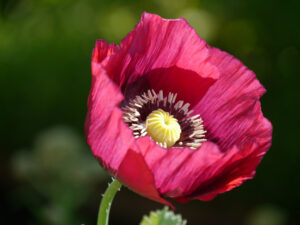 Papaver somniferum, Schlafmohn, Mitte Deutschlands