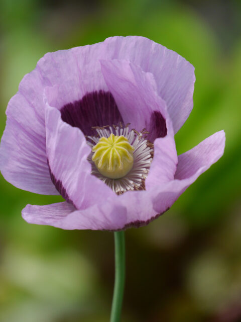 Papaver somniferum rose, mit dunkleren Basalflecken, Schlafmohn Sämling, Nordbayern