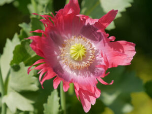 Papaver somniferum rosa, mit (einfache Laciniatum-Form), ungefüllter Fransen-Schlafmohn, Nordbayern