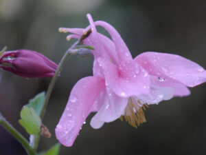 Aquilegia x hybrida